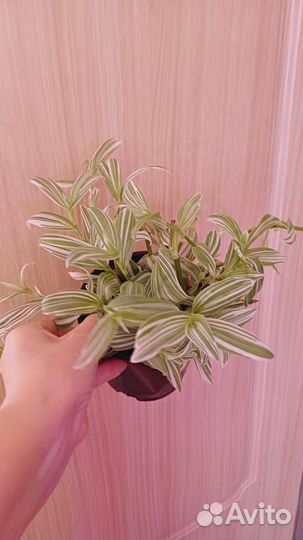 Комнатные домашние растения