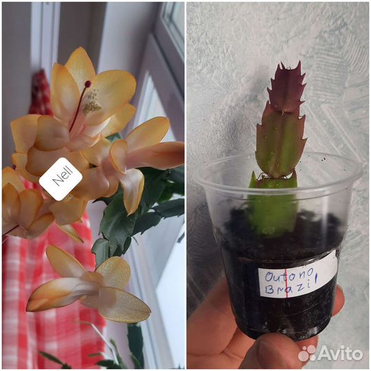 Шлюмбергера сортовые укоренённые