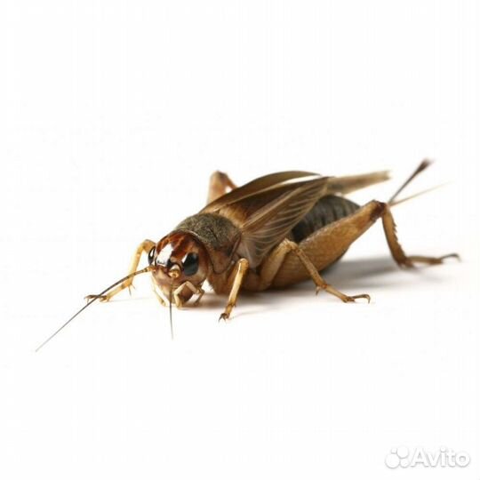 Туркменский таракан, сверчок банановый