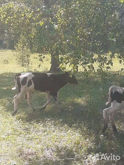 Телята бычки