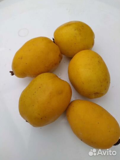 Айва японская низкая (хеномелес)