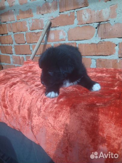 Щенки в добрые руки бесплатно