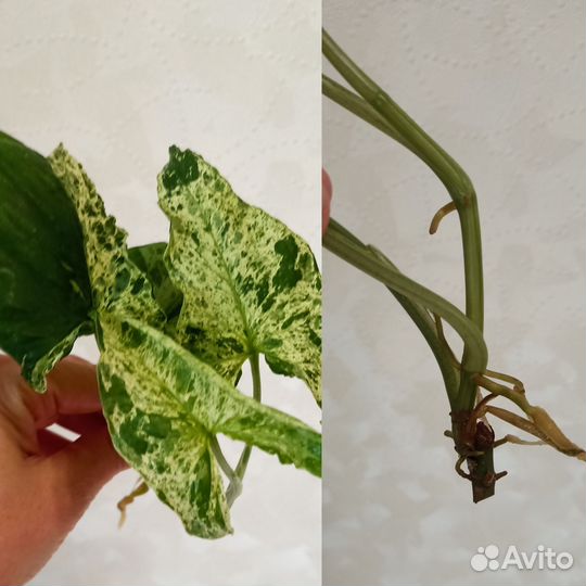 Сингониумы сортовые