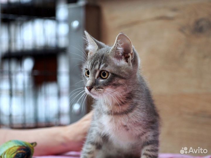 Малыш Кисик в добрые руки