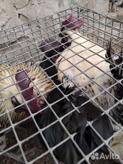 Молодые петухи