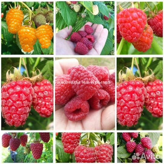 Саженцы Малины