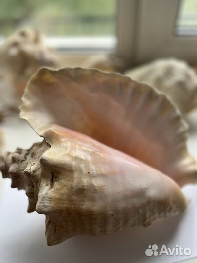 Ракушки и коралл