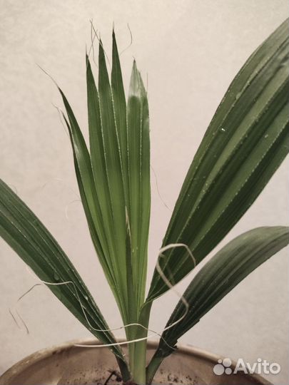 Веерную пальму хамеропс, розмарин