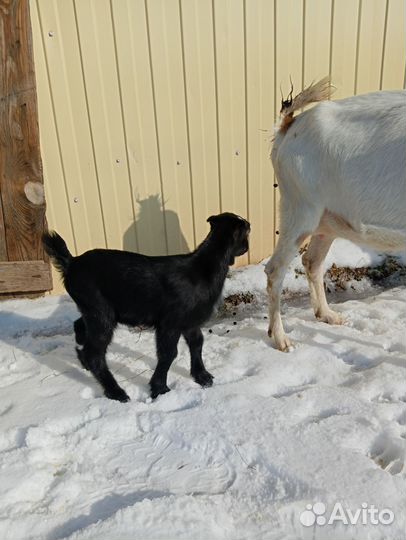 Козочки ламанча