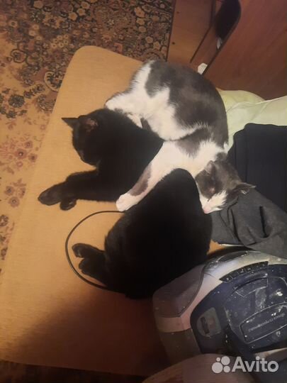 Кошка в дар