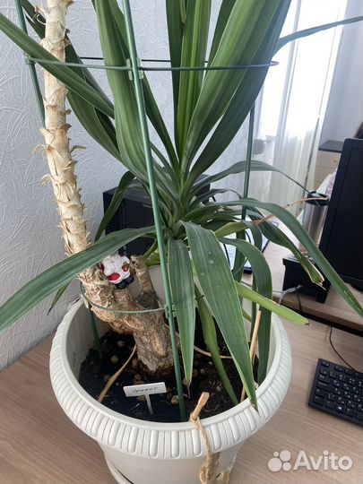 Комнатные цветы юкка