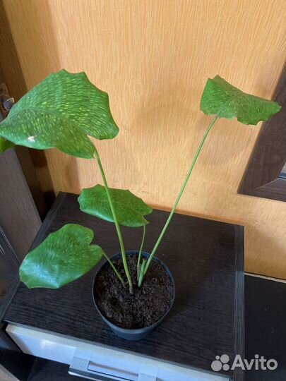 Калатея орбифолия