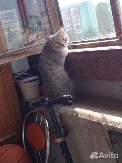 Кошка в дар бесплатно