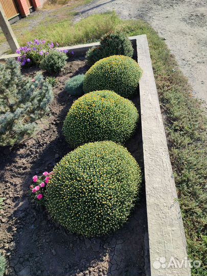 Хризантемы мультифлора