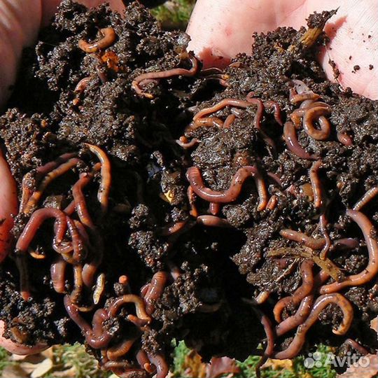 Калифорнийские черви для биогумуса