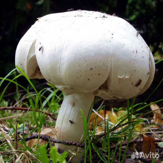 Шампиньон белый (мицелий на компосте). Агрофирма