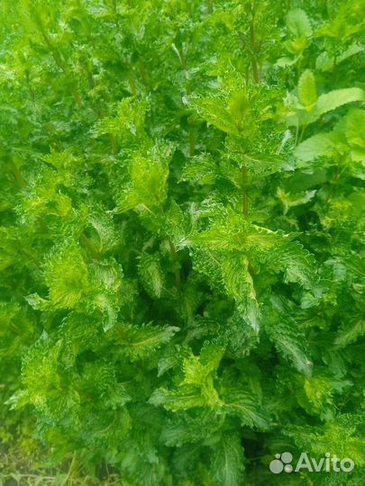 Мята кучерявая,мята перечная,мелисса карамельная