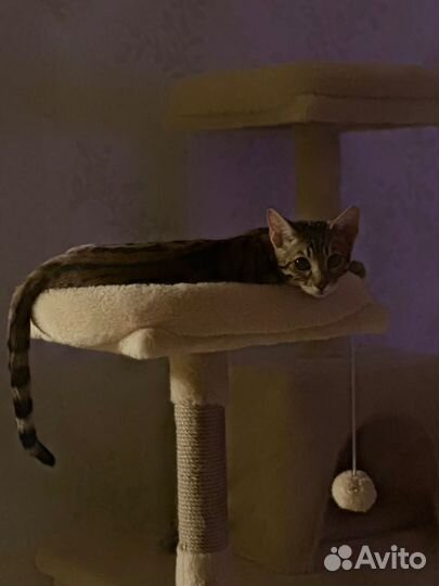 Бенгальский кот