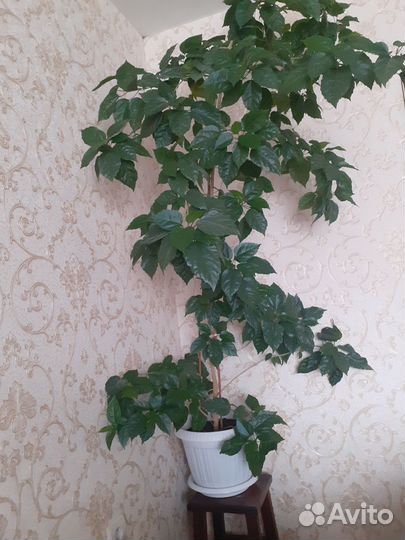 Гибискус китайская роза