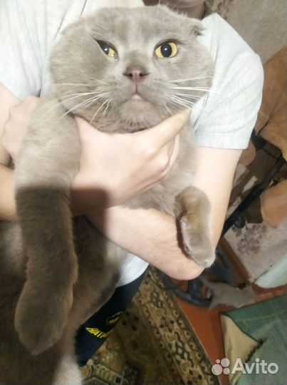 Продам породистых котят