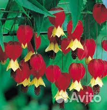 Абутилон мегопатамский, Фуксии