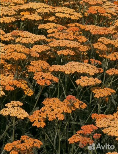 Сортовые тысячелистники