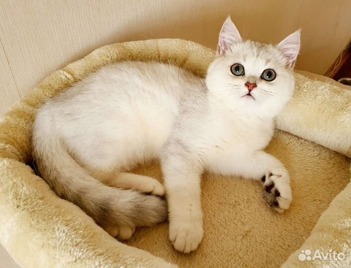 Британская серебристая шиншилла