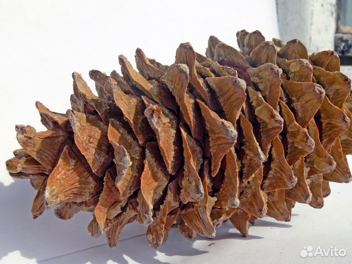 Сосна Корейская, Кедровый Стланник семена