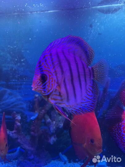 Дискус взрослый