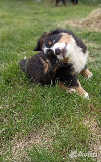 Бернский зенненхунд