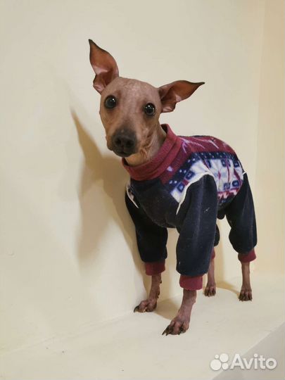 Американский голый терьер