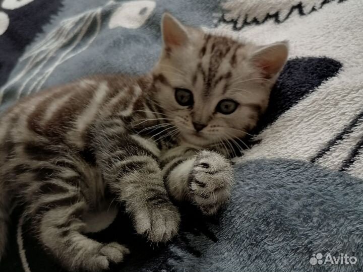 Британские котята