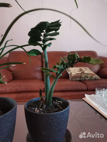 Комнатные цветы замиокулькас