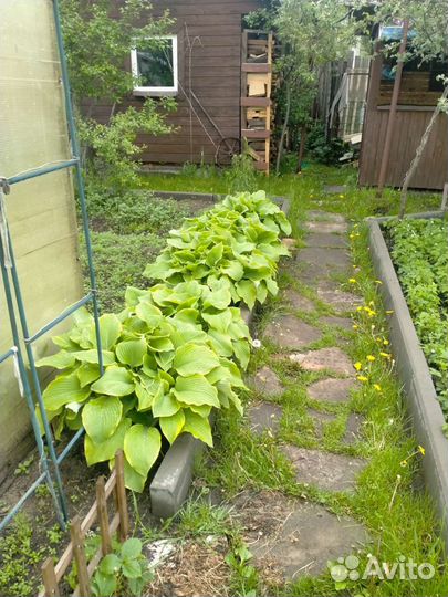 Земляника иХоста