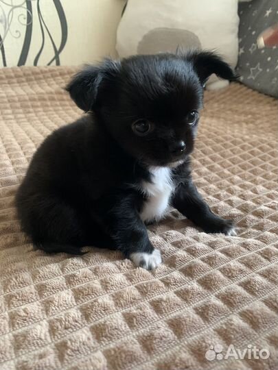 Щенок чихуахуа мини