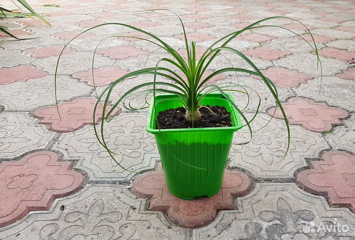 Бокарнея нолина