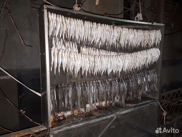 Черви для рыбалки (из компостной ямы)