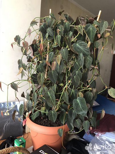 Филолендрон