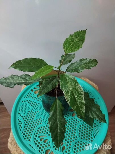 Гибискус китайская роза