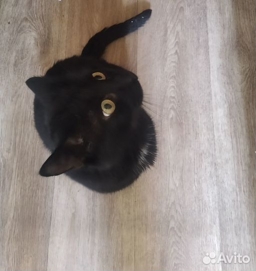Пристраивается котик