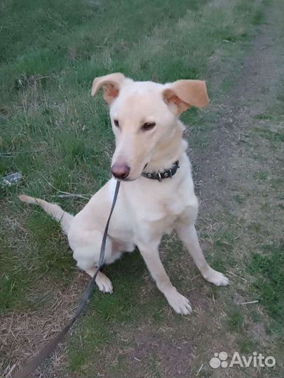 Собака в добрые руки отдам бесплатно