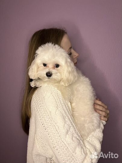 Передержка/Зооняня/Догситтер