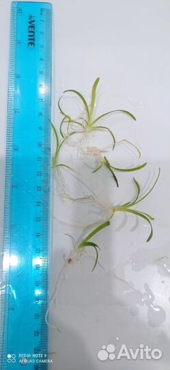 Аквариумные растения