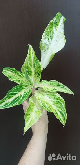 Aglaonema