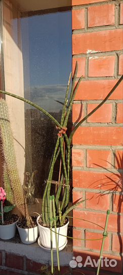 Сансевиерия цилиндрика