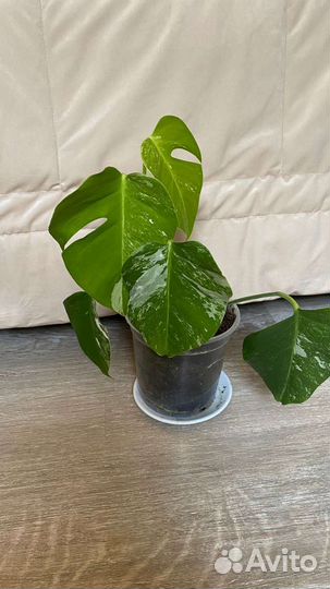 Монстера вариегатная альба