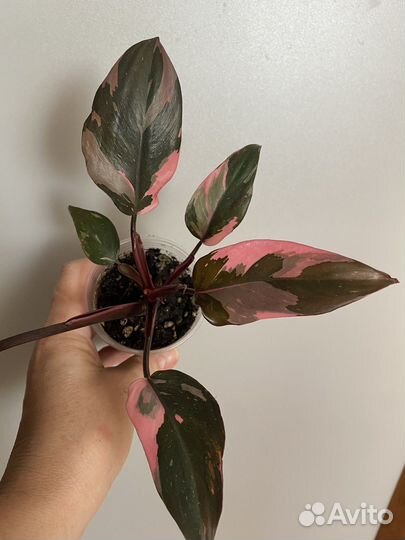 Филодендрон розовая принцесса