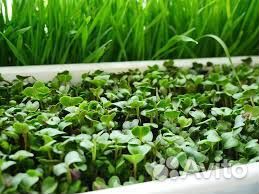 Микрозелень