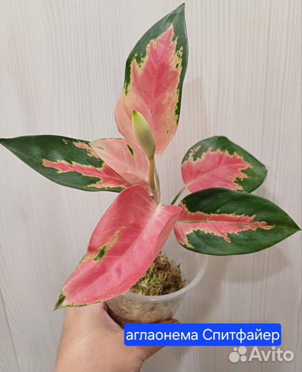 Сортовые аглаонемы