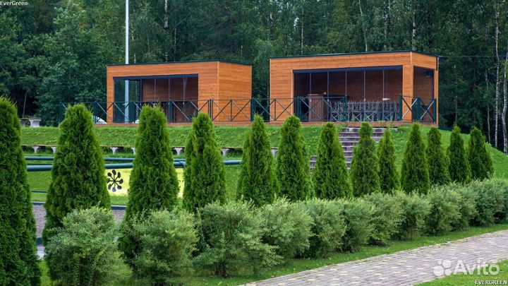 Туя брабант